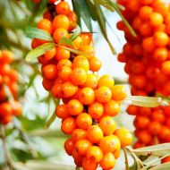 Саджанець Обліпиха Єва (жіноча) в контейнері